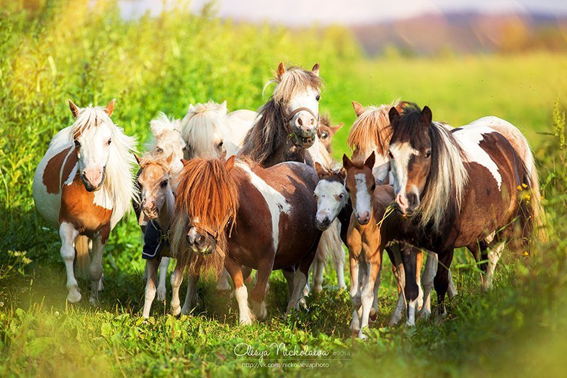 Табун мини кобылок с жеребятами. Ферма Идальго http://mini-pony.ru/