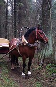 Жеребец 