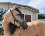 Золотой андалуз 