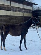 Ганноверская кобылка