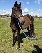 Молодой мерин дешево