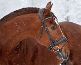 Молодой мерин в спорт. Деше