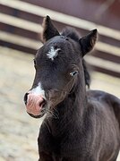 АМНА - КСК Созидатель