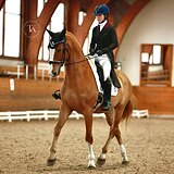 ГАННОВЕРСКИЙ МЕРИН НА СП1