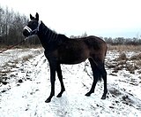 МОЛОДАЯ КОБЫЛКА • В ЛЮБУЮ Д