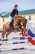 Кобыла 2019 гр, 167 вх