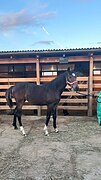 Полукровная спортивная