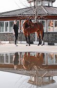 Тракененский мерин