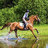 УНИВЕРСАЛЬНАЯ КОБЫЛА