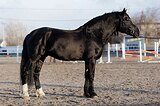 Русский тяжеловоз