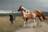 Жеребец 1/2 андалуз