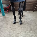 Услуги коваля