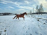 МОЛОДОЙ ЖЕРЕБЕЦ • АБСОЛЮТН