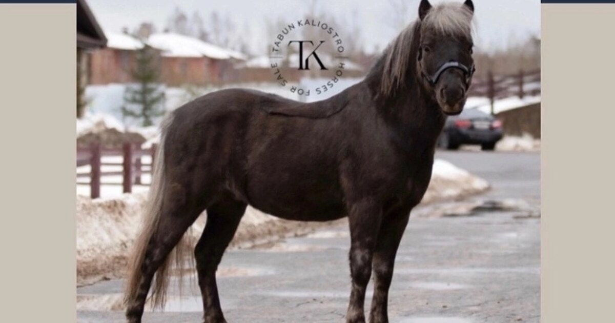 Продажа племенных спортивных лошадей