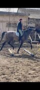 Жеребец от Стар Денс