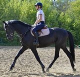 МОЛОДОЙ ЖЕРЕБЕЦ