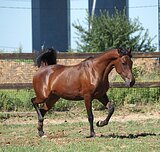 Сеньорита Глория 