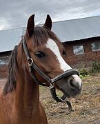 Уэльский пони от импортных 