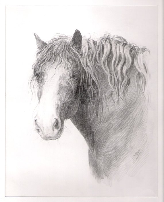 Портрет могучего и вместе с тем добрейшего коня. Жалко качество портрета, как я ни старалась, сильно пострадало при сканировании :(