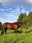 Супер хобби + вся амуниция