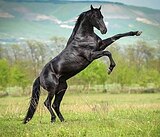 ПОБЕДИТЕЛЬ ЭКВИРОСА 