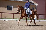 потомок Caratino, Cor de la Breyer