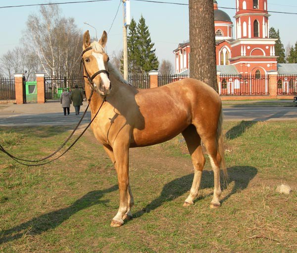 КСК Зеленоградский