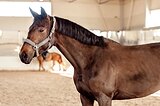 АДЕКВАТНАЯ КОБЫЛА