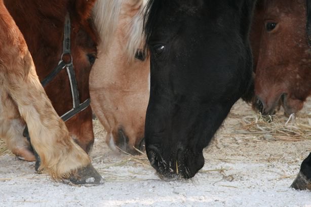 United Colors of ... Horses