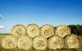 Сено в рулонах 2025 года 