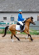 уэльский пони в конкур 