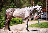 Мерин в спорт
