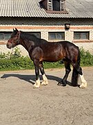 РАСПРОДАЖА ШАЙРОВ