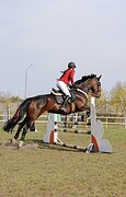 КОБЫЛА НА МАРШРУТЫ 120
