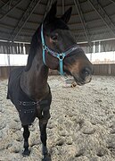 Высокая кобыла в хобби