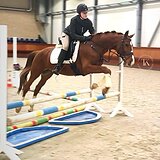 РЫЖИЙ ЖЕРЕБЕЦ 7 ЛЕТ