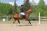 Мерин на ППЮ + неб.конкур