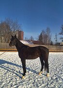 Кобыла 