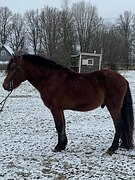 пони-класс, 138 в/х, 6л