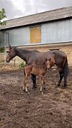 Кобыла с жеребенком