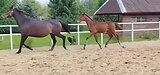 Перспективный жеребец 