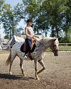 Кобыла помесь