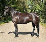 Кобыла 2022 гр