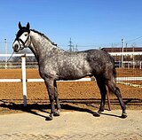 Жеребец 2020 гр, 170 вх
