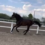 МОЛОДОЙ ГАННОВЕР • ДЕШЕВО