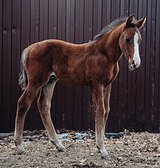 Ганноверский жеребчик