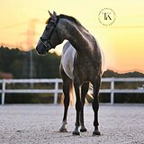 МЕРИН 4 ГОДА 168 СМ В ХОЛКЕ