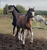 Мерин под ребенка