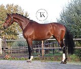 ИМПОРТИРОВАН ИЗ ГОЛЛАНДИИ