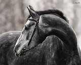 Кобыла 1426